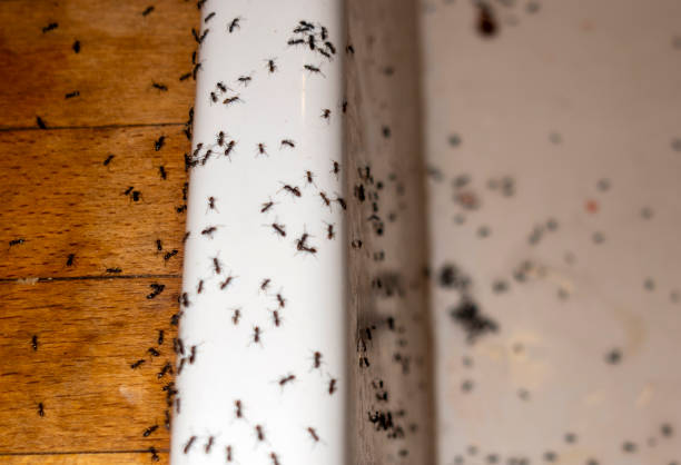 Best Insect Control  in Slippery Rock, PA