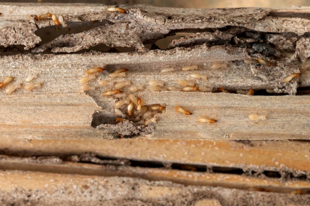 Reliable Slippery Rock, PA Pest Control Solutions